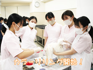 動物看護科のカラーリング実習♪